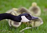 Beautiful Isolated Picture Of Young Chicks Of Canada Geese Under Cover Of Their Mom Stock Photo