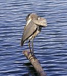 Beautiful Isolated Picture With A Great Blue Heron Stock Photo