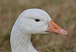 Beautiful Isolated Picture With A Strong Snow Goose On The Grass Field Stock Photo