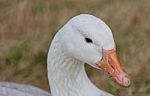 Beautiful Isolated Picture With A Wild Snow Goose On The Grass Field Stock Photo