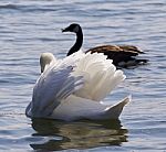 Beautiful Isolated Picture With The Contest Between The Swan And The Canada Goose Stock Photo