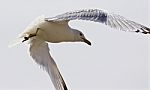 Beautiful Isolated Picture With The Flying Gull Stock Photo