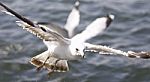 Beautiful Isolated Picture With The Gulls Flying Stock Photo