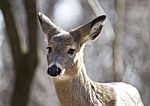 Beautiful Isolated Portrait Of A Wild Deer In The Forest Stock Photo