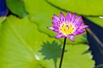 Beautiful Lotus Flower Blooming In Pond Stock Photo