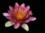 Beautiful Lotus&waterlily Flower Is The Symbol Of The Buddha, Stock Photo