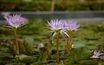 Beautiful Lotus&waterlily Flower Is The Symbol Of The Buddha, Thailand Stock Photo