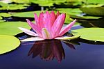 Beautiful Lotus&waterlily Flower Is The Symbol Of The Buddha, Thailand Stock Photo