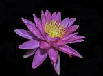 Beautiful Lotus&waterlily Flower Is The Symbol Of The Buddha, Thailand Stock Photo