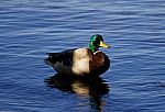 Beautiful Mallard In The Shadows Stock Photo