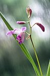 Beautiful Miniature Orchid Plant From Uruguay Just Blossomed Flo Stock Photo