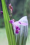 Beautiful Miniature Orchid Plant From Uruguay Just Blossomed Flo Stock Photo