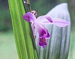 Beautiful Miniature Orchid Plant From Uruguay Just Blossomed Flo Stock Photo