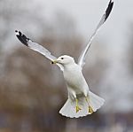 Beautiful Moment With The Flying Gull Stock Photo