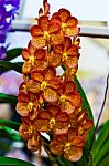 Beautiful Orchid Flower Stock Photo