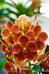 Beautiful Orchid Flower Stock Photo