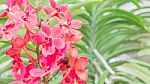 Beautiful Orchid In The Garden Stock Photo