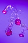 Beautiful Pacific Sea Nettles Stock Photo