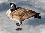 Beautiful Photo Of A Canada Goose Standing On Ice Stock Photo