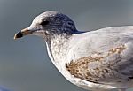 Beautiful Photo Of A Cute Gull On A Shore Stock Photo