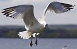 Beautiful Photo Of A Flying Gull Stock Photo