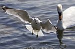 Beautiful Photo Of A Gull Flying Away From A Swan Stock Photo