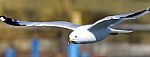 Beautiful Photo Of A Gull Flying Near A Shore Stock Photo