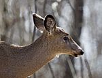 Beautiful Photo Of A Wild Deer In The Forest Stock Photo