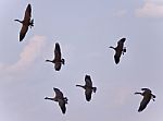 Beautiful Photo Of Several Canada Geese Flying Stock Photo