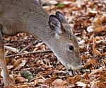 Beautiful Photo Of The Cute Deer Eating The Leaves Stock Photo