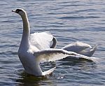 Beautiful Photo Of The Swan Showing His Wings Stock Photo