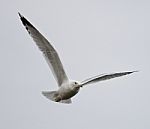 Beautiful Picture With A Flying Gull Stock Photo