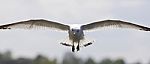 Beautiful Picture With A Gull In The Sky Stock Photo