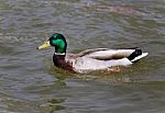 Beautiful Picture With A Mallard Swimming In Lake Stock Photo