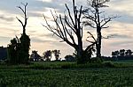 Beautiful Picture With An Amazing Old Trees Stock Photo