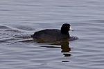 Beautiful Picture With Funny Weird American Coot In The Lake Stock Photo