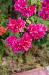 Beautiful Pink Bougainvillea Bunch Stock Photo