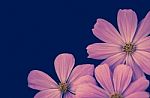 Beautiful Pink Cosmos Flower On Blue Background Stock Photo