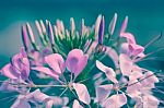 Beautiful Pink Floral Use As Background. Cross Process Stock Photo