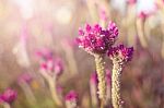 Beautiful Pink Flower Background Soft Background Stock Photo