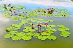 Beautiful Pink Lotus And Leaves Waterlilies Stock Photo