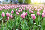 Beautiful Pink Tulips At The Middle Of Summer Or Spring Day Landscape Stock Photo