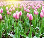 Beautiful Pink Tulips At The Middle Of Summer Or Spring Day Landscape Stock Photo