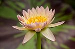 Beautiful Pink Water Lily Stock Photo