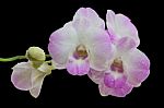 Beautiful Pink-white Color Orchids On Black Background Stock Photo