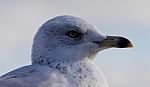 Beautiful Portrait Of A Cute Funny Gull Turning Stock Photo