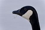 Beautiful Postcard With A Cute Canada Goose Stock Photo