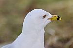 Beautiful Postcard With A Thoughtful Gull Stock Photo