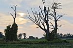 Beautiful Postcard With An Amazing Old Trees Stock Photo