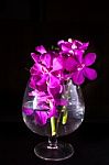 Beautiful Purple Orchid Flower On Black Stock Photo